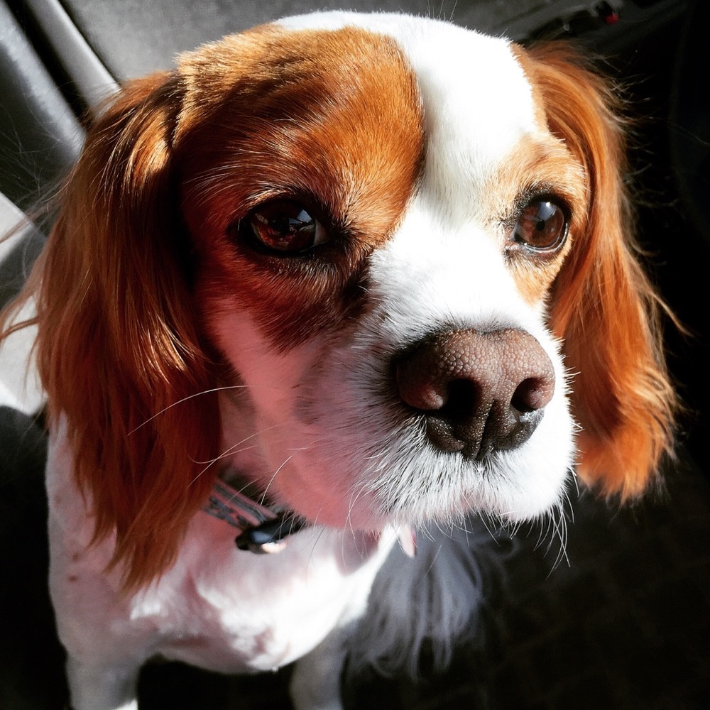 Meet your Posher, Meg